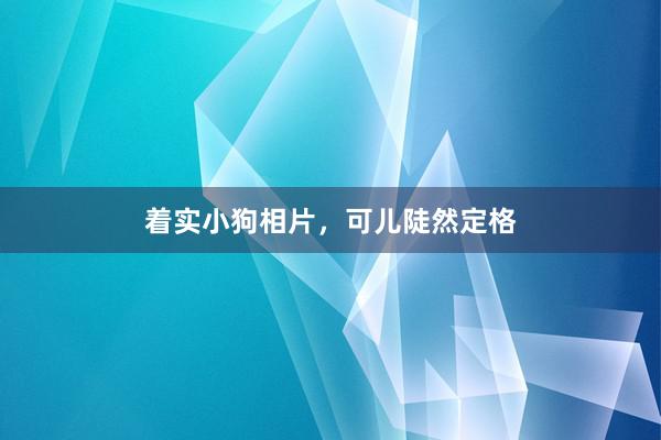 着实小狗相片，可儿陡然定格